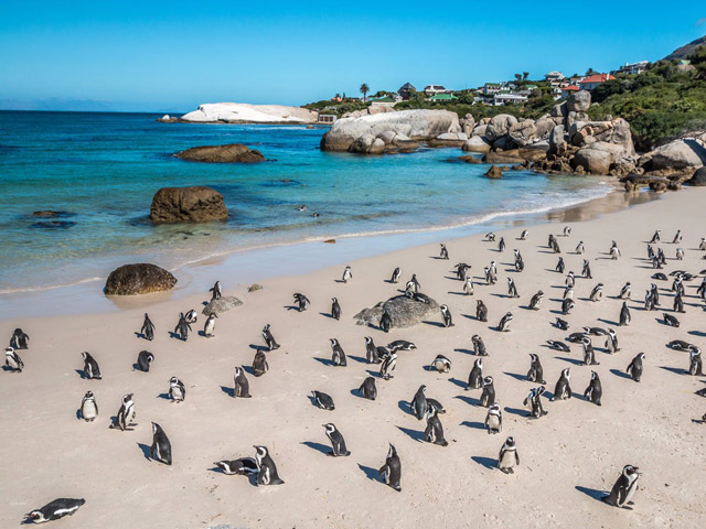Biển Boulders, Nam Phi: Tại bờ biển Boulders ở Cap Town, Nam Phi, du khách có thể chứng kiến hàng nghìn con chim cánh cụt châu Phi đi lang thang trên bãi biển.